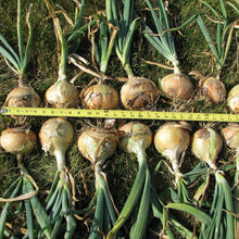 Walla Walla Sweet Onion - beyond organic seeds