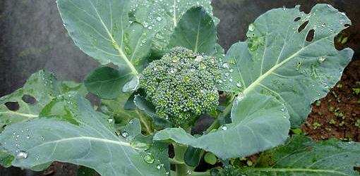 Waltham 29 Broccoli - beyond organic seeds