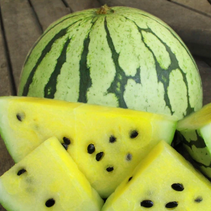 Early yellow moonbeam watermelon - beyond organic seeds