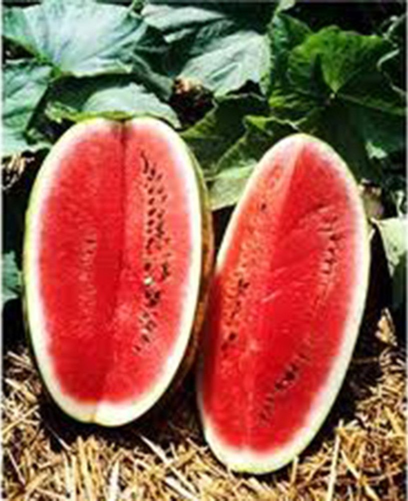 Kleckleys watermelon