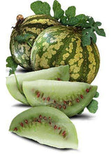 The Red Seeded Citron Watermelon - beyond organic seeds