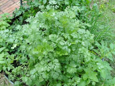 Santo heirloom cilantro - beyond organic seeds