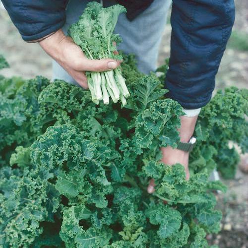 White russian kale - beyond organic seeds