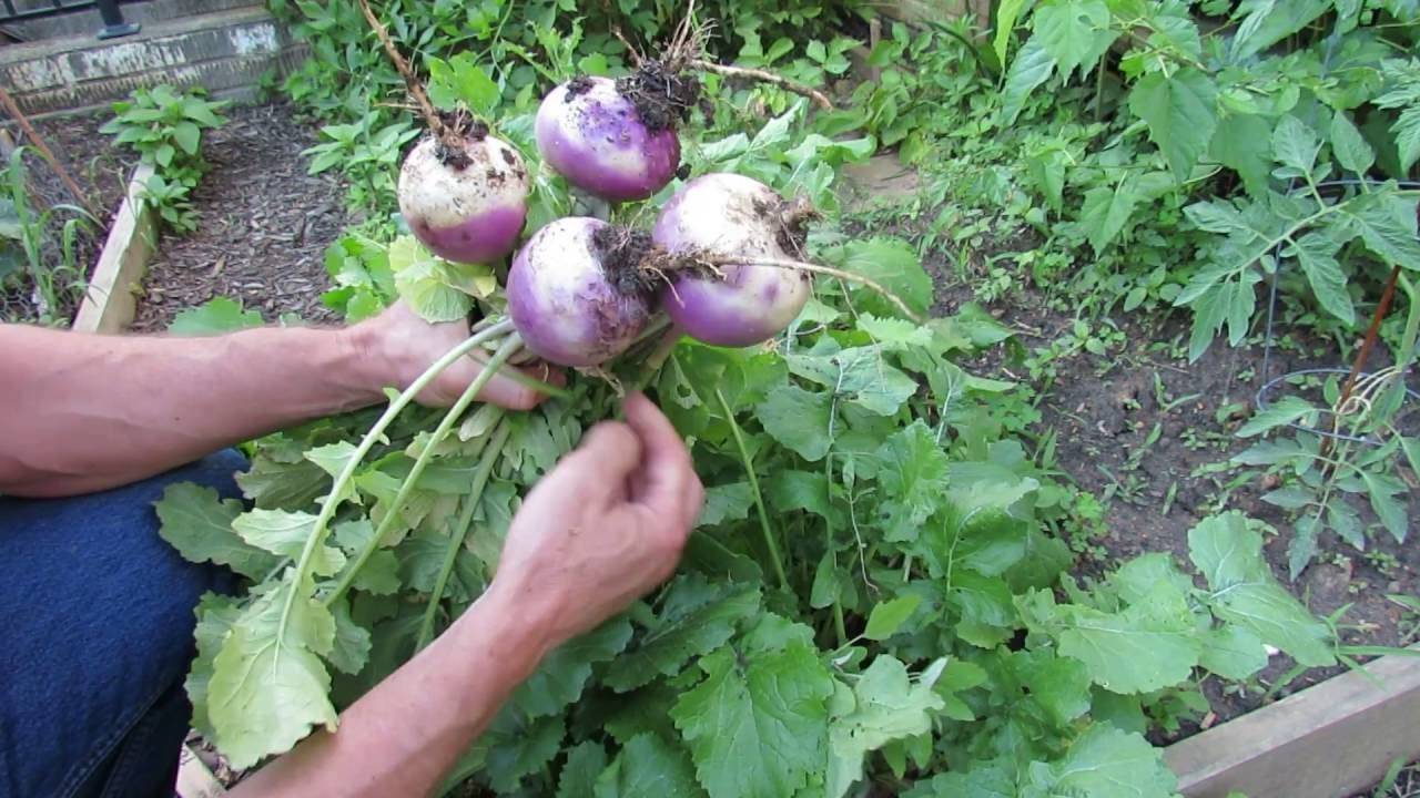 White Purple Top Turnip - beyond organic seeds