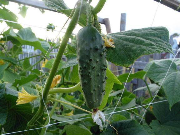 Wisconsin SMR 58 Cucumber - beyond organic seeds