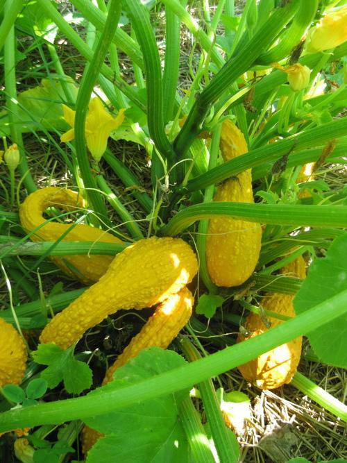 Yellow Crookneck - beyond organic seeds