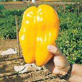 Yellow Monster Bell Pepper - beyond organic seeds