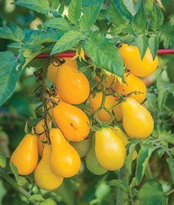 Yellow Pear Heirloom Tomato - beyond organic seeds