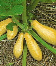 Early Prolific Straightneck Yellow Squash - beyond organic seeds