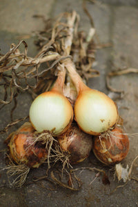 Utah Yellow Sweet Spanish Onion - beyond organic seeds