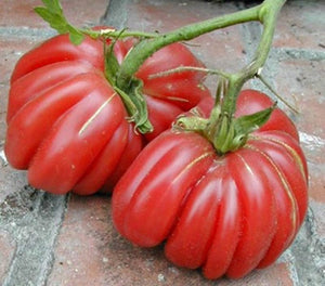 Zapotec pleated tomato