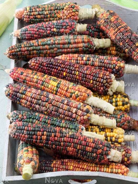Earth tones dent corn - beyond organic seeds