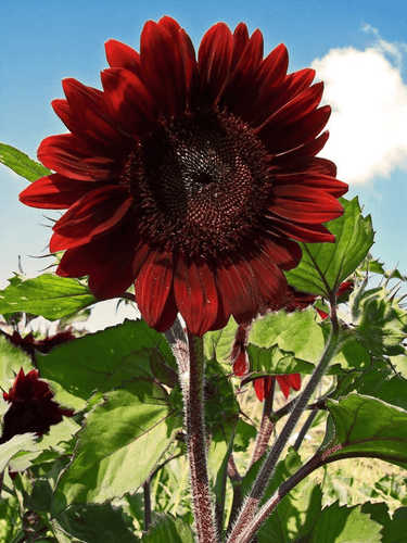 Velvet Queen Sunflower - beyond organic seeds
