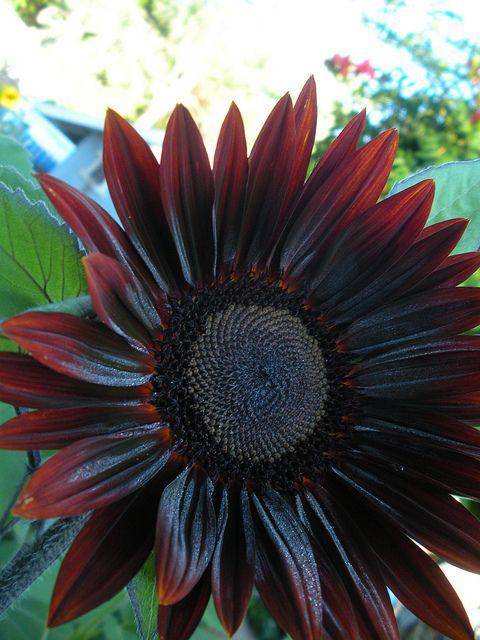 Chocolate Cherry Sunflower - beyond organic seeds