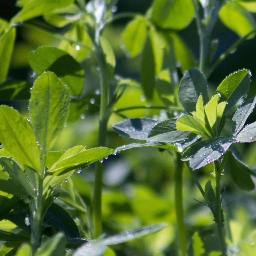 Vernal alfalfa - beyond organic seeds