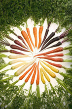 Rainbow Carrot Mix (Multi-colored) - beyond organic seeds