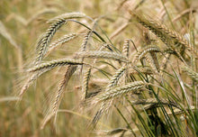 Haybet barley - beyond organic seeds