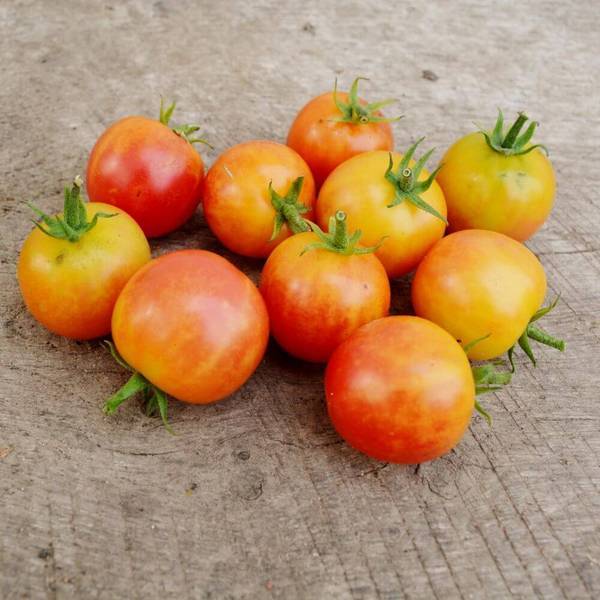 Bi-color Heirloom Cherry Tomato - beyond organic seeds
