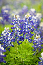 Texas Blue Bonnets - beyond organic seeds