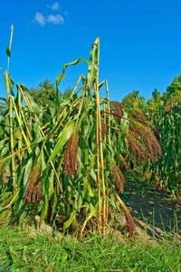 Red Broom Corn - beyond organic seeds