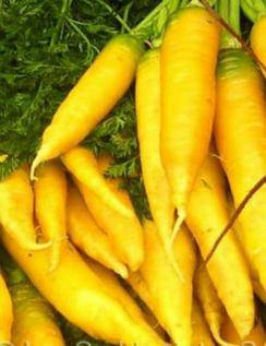 Yellow Solar Carrot - beyond organic seeds