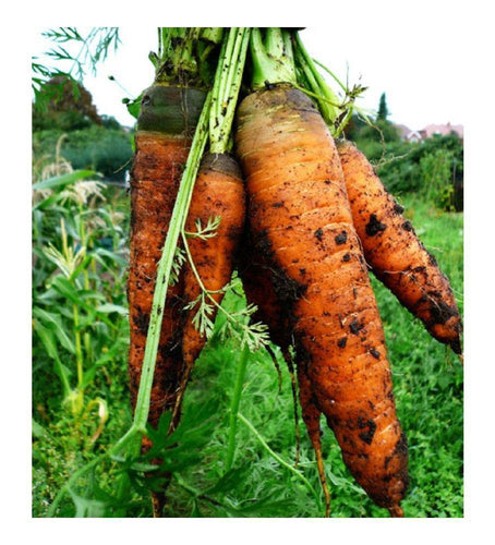 Autumn King Giant Carrot - beyond organic seeds