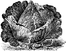 Charleston Wakefield Cabbage - beyond organic seeds