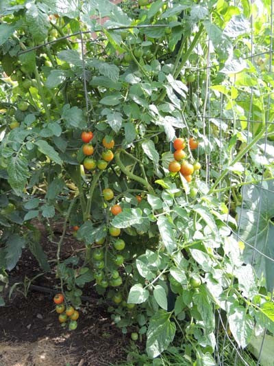 Cherry tomato garden center packs - beyond organic seeds