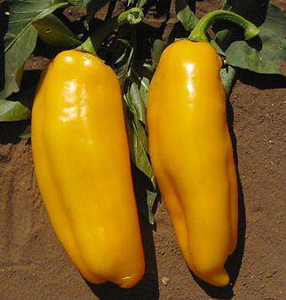 Golden Marconi Heirloom Sweet Pepper - beyond organic seeds