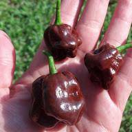 Chocolate Habanero Hot Pepper - beyond organic seeds