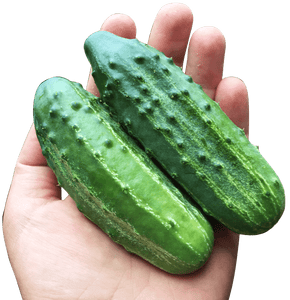 Sumter pickleing cucumber - beyond organic seeds