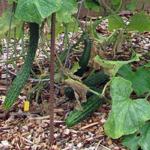 Suyo Long Cucumber - beyond organic seeds