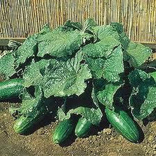 Spacemaster 80 bush cucumber - beyond organic seeds