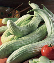 Armenian Yard-Long Cucumber (50 plus pack) - beyond organic seeds