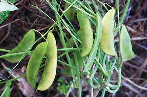 Jackson Wonder Bush Lima Beans - beyond organic seeds