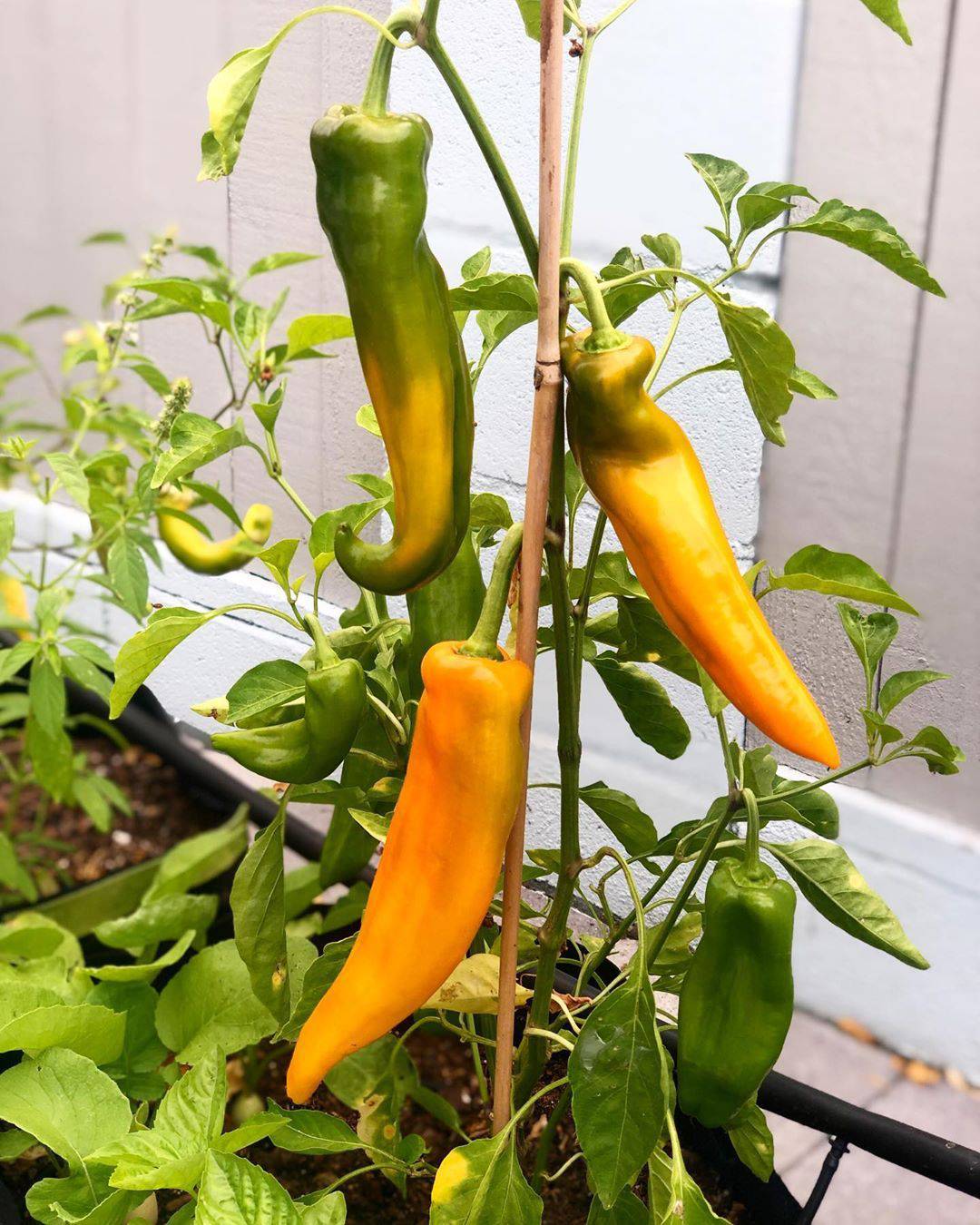Golden Marconi Heirloom Sweet Pepper - beyond organic seeds