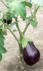 Garden center eggplant.  Assortments - beyond organic seeds
