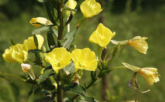 Yellow evening primrose - beyond organic seeds