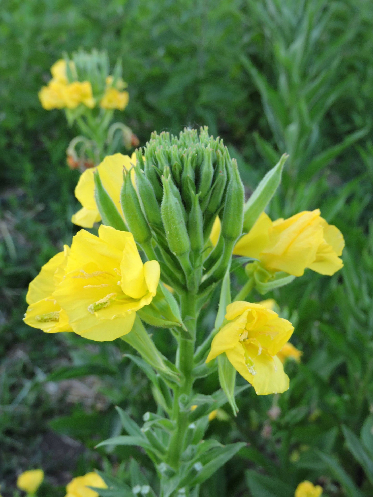 Yellow evening primrose - beyond organic seeds