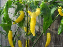 Lemon Drop Hot Peppers - beyond organic seeds