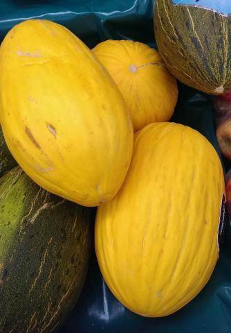 Heirloom Canary Yellow Melon - beyond organic seeds