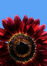 Velvet Queen Sunflower - beyond organic seeds