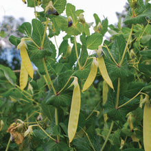Golden Sweet Snow Pea - beyond organic seeds