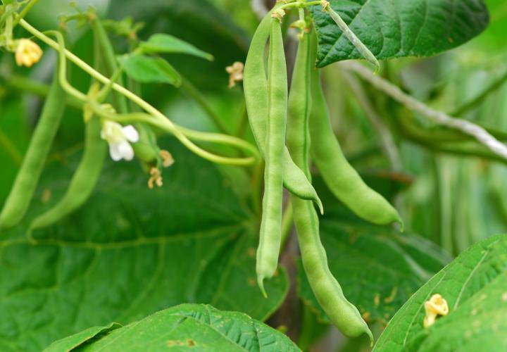 Top Crop Bush Beans - beyond organic seeds