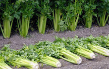 Tall Utah Celery - beyond organic seeds
