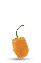 Sweet yellow habanero pepper