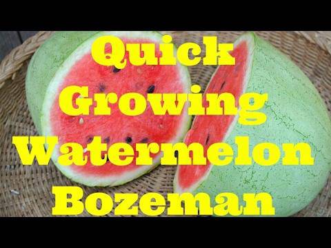 Bozeman Heirloom Watermelon - beyond organic seeds