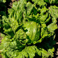 Salinas crisphead iceberg lettuce - beyond organic seeds