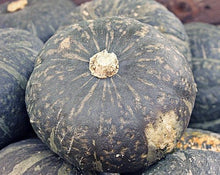 Black forest kabocha squash - beyond organic seeds