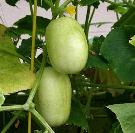 Apple Cucumber - beyond organic seeds